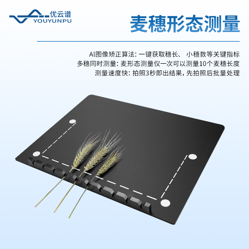 小麦表型测量仪